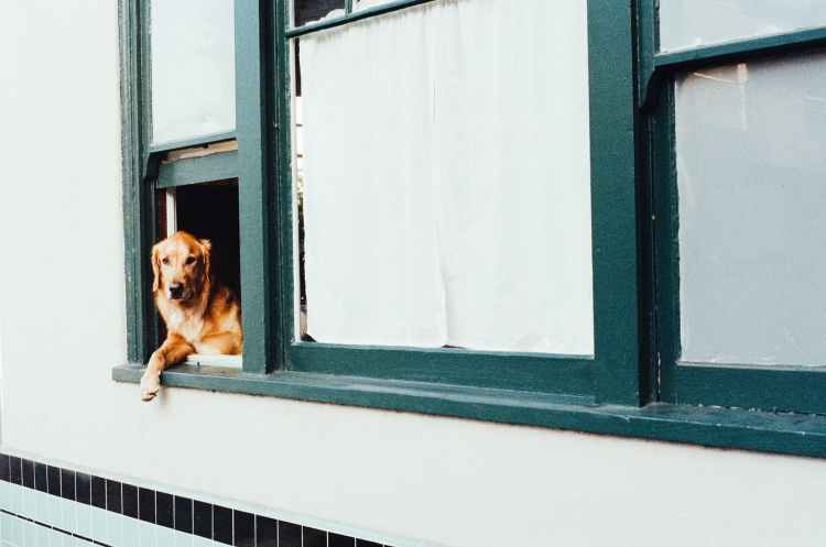 Dog in a window.